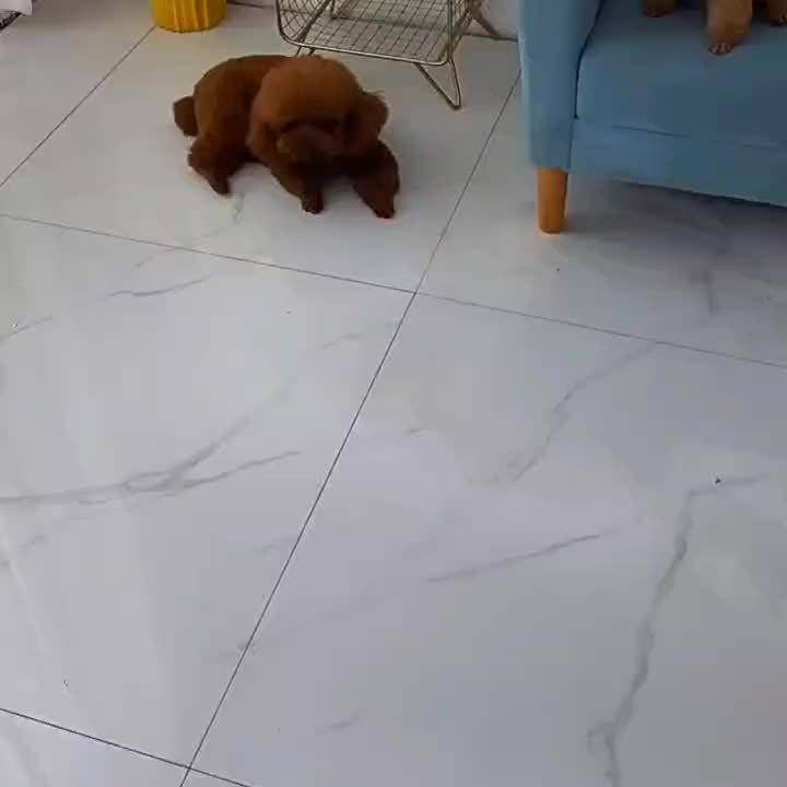 Cute Bear Paw Bed